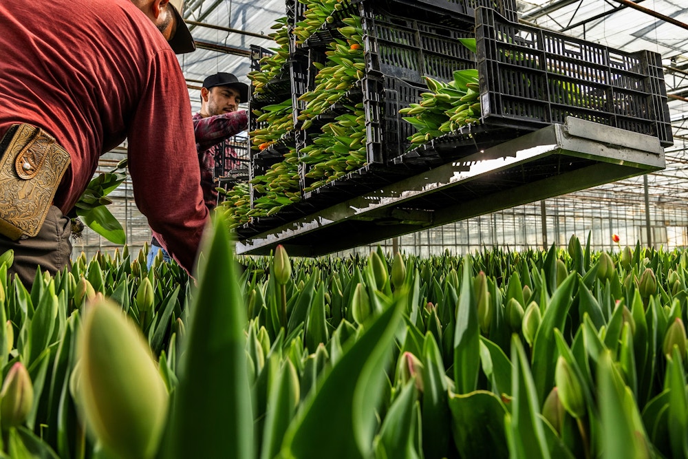 Sun Valley Floral Farms for The San Francisco Chronicle 