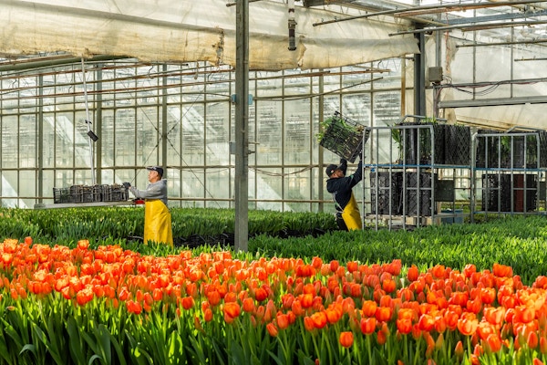 Sun Valley Floral Farms for The San Francisco Chronicle 