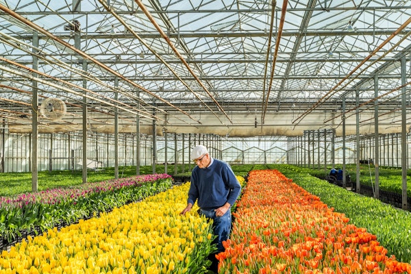 Sun Valley Floral Farms for The San Francisco Chronicle 