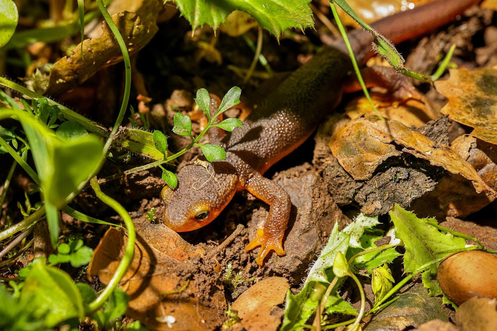 California Newts for The Guardian