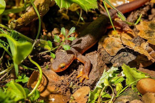 California Newts for The Guardian