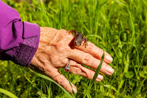 California Newts for The Guardian
