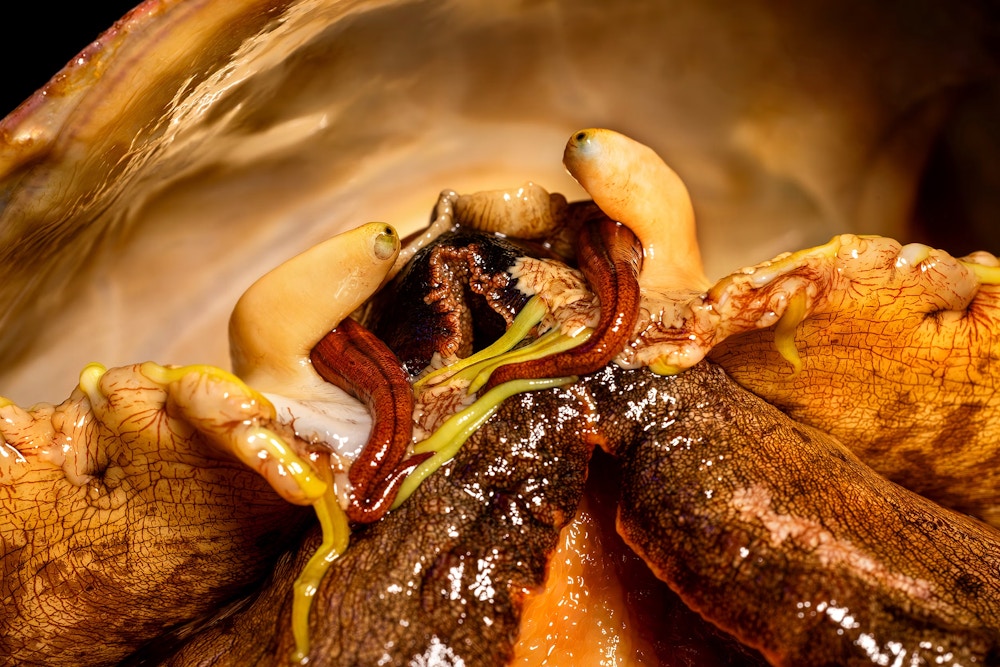 White Abalone for The Guardian