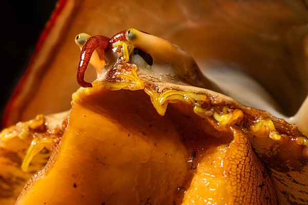 White Abalone for The Guardian