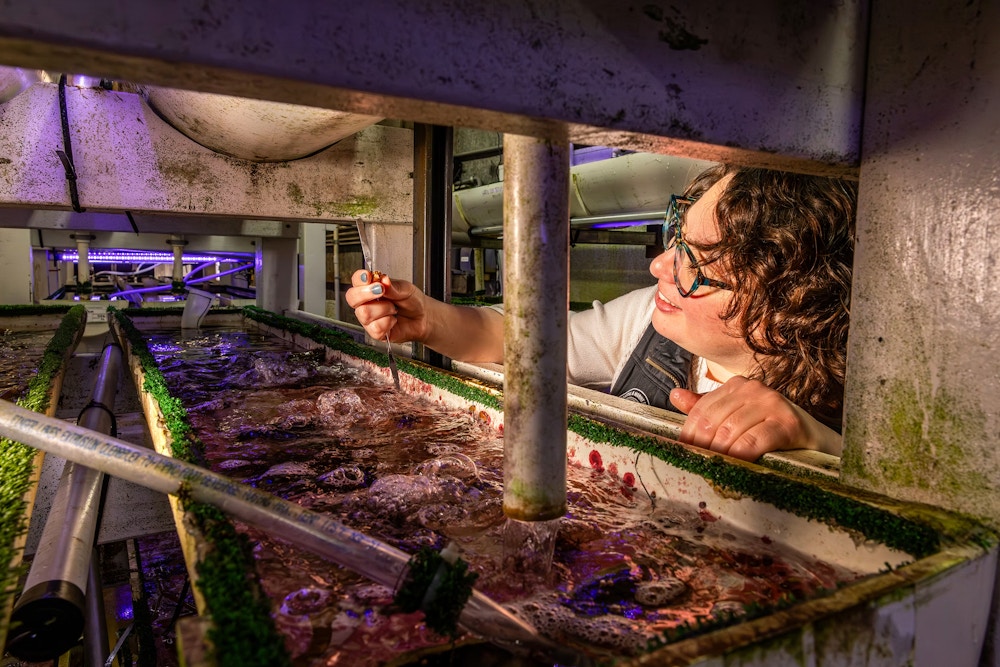 White Abalone for The Guardian