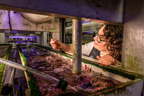 White Abalone for The Guardian
