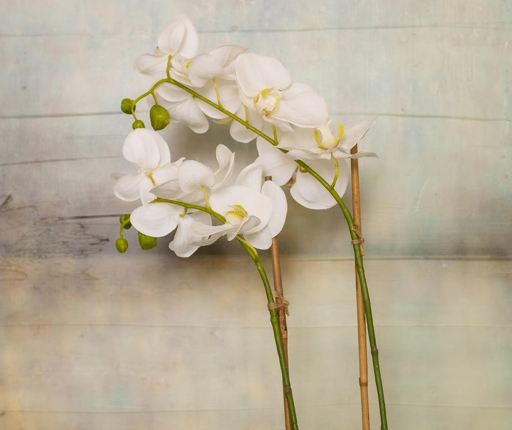 White flower