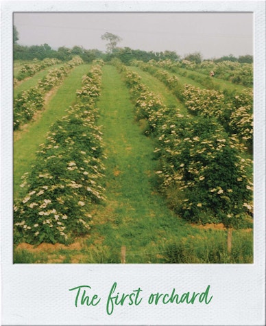 The first orchard