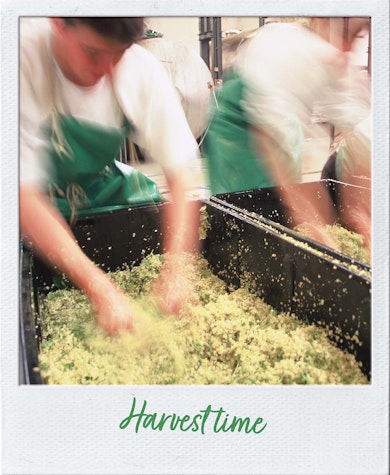 Harvest time