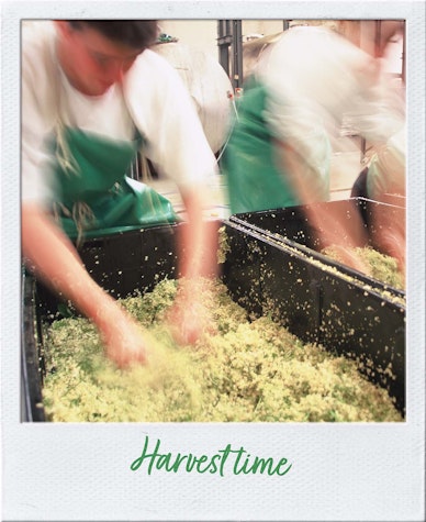 Harvest time