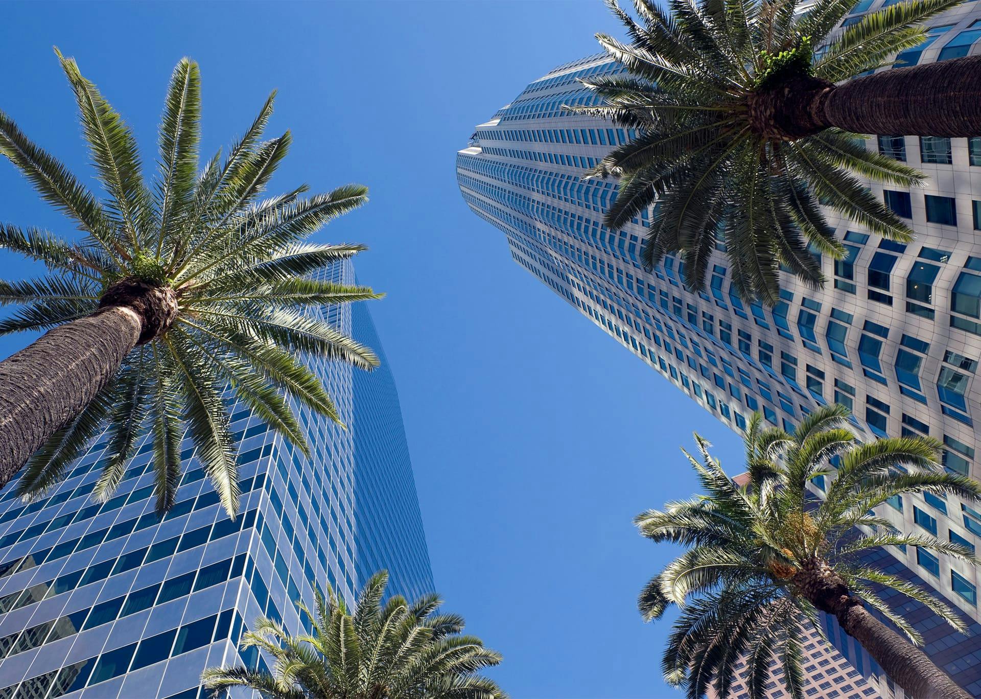 palm trees and tall buildings