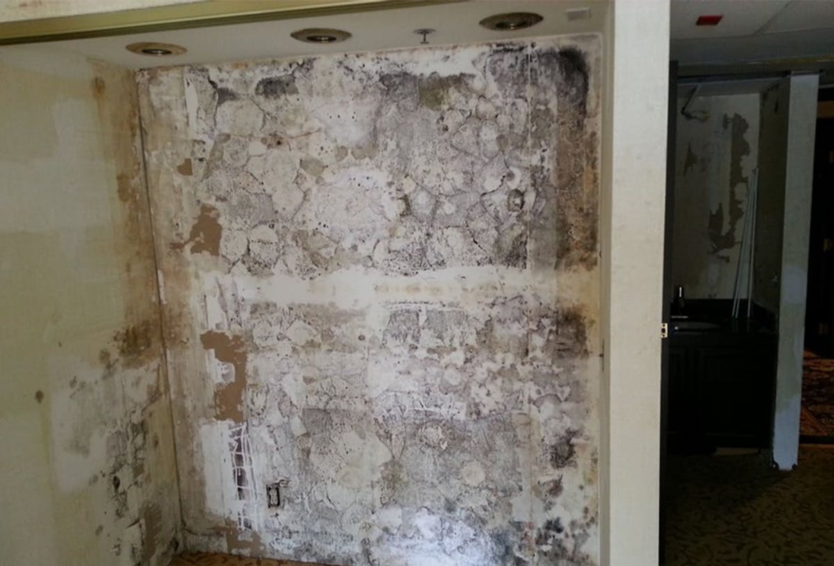 mold on a wall