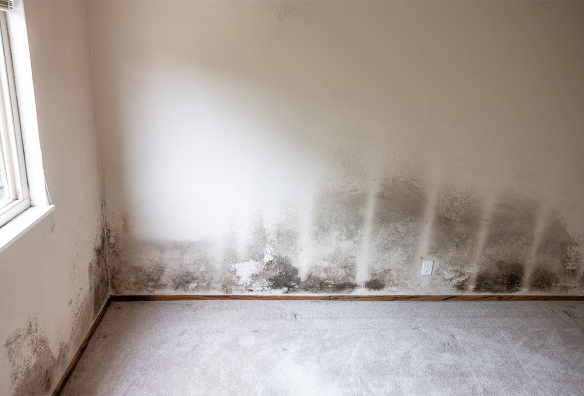 a wall with mold