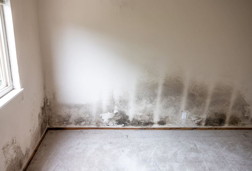 a wall with mold