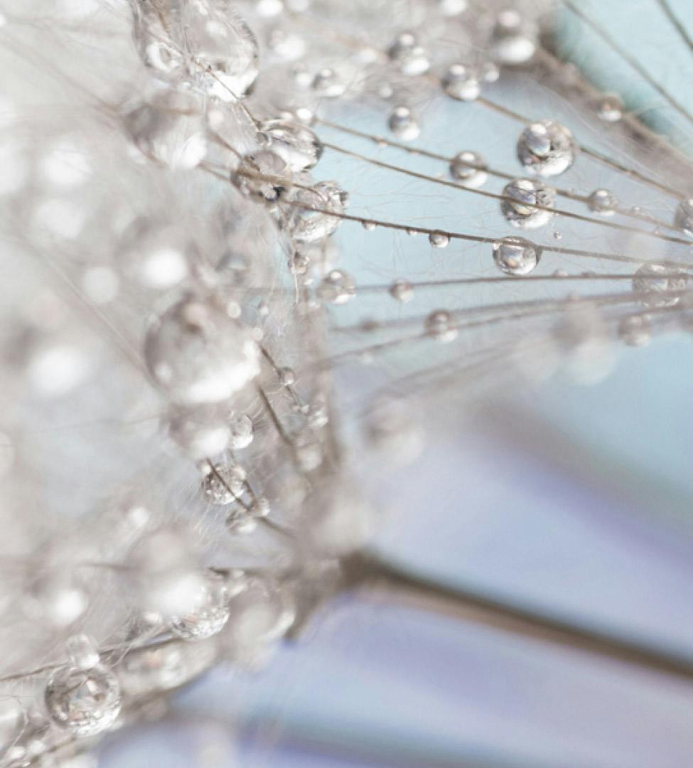 water drops on a plant