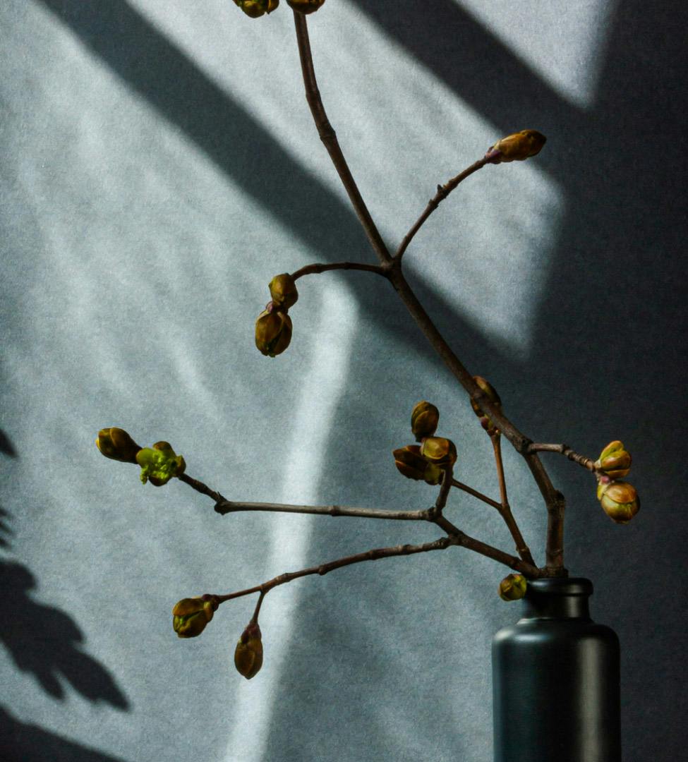 plant decoration