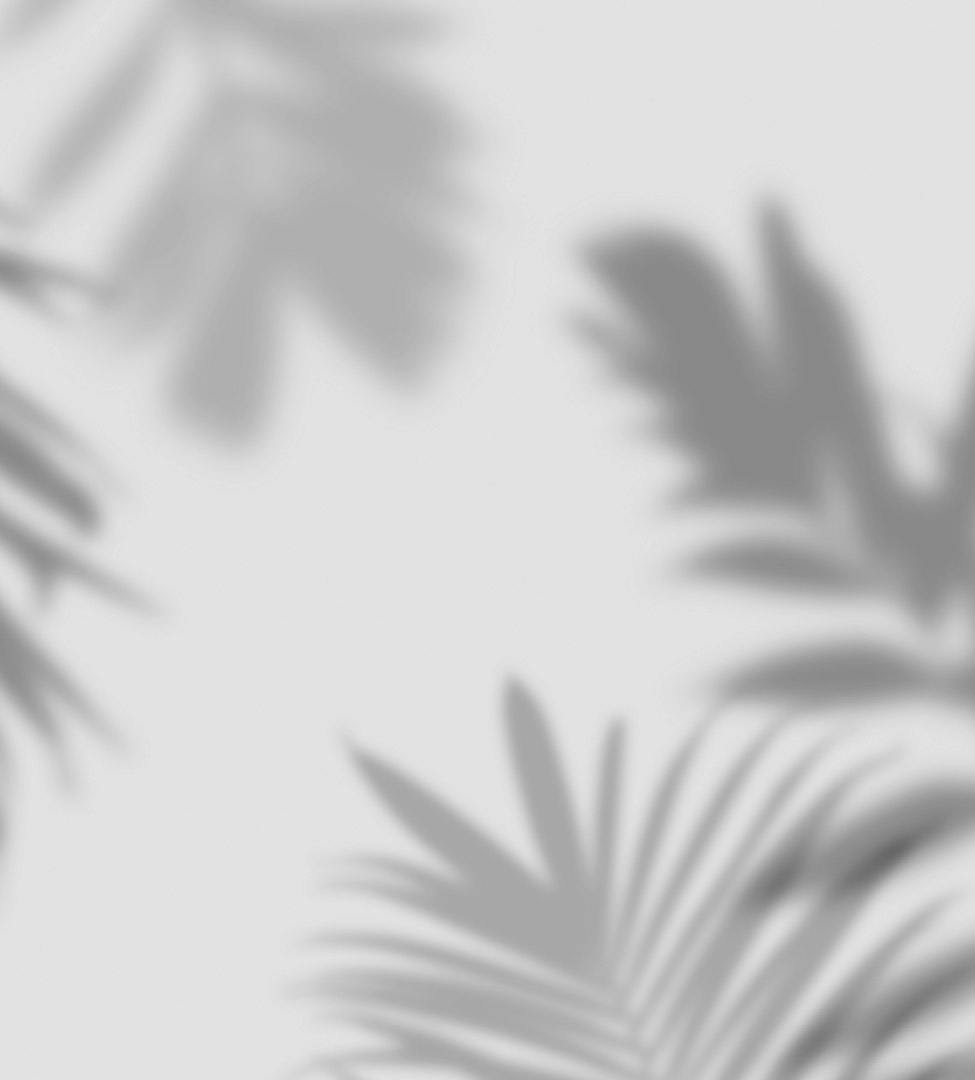 shadow of palm tree leaves