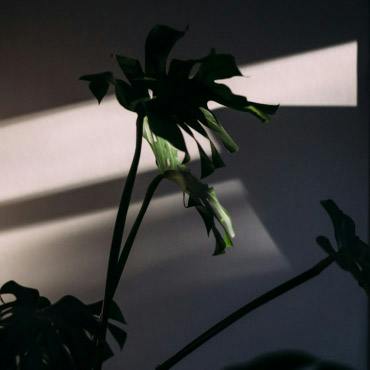 monstera plant