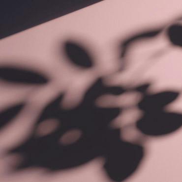shadow of leafs
