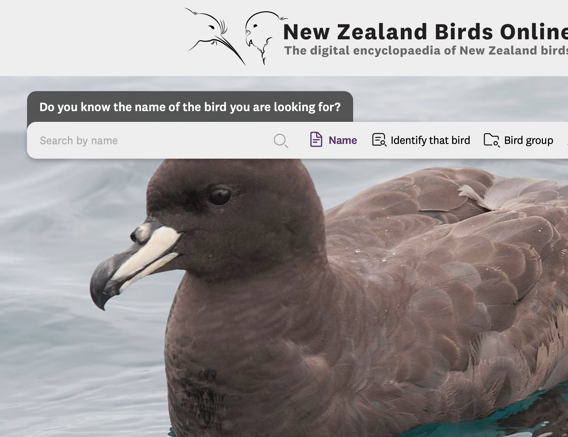 New Zealand Birds Online home page with image of Philip Griffin Westland petrel | Tāiko