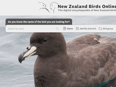 Home page for New Zealand Birds Online homepage New Zealand Birds Online home page with image of Philip Griffin Westland petrel | Tāiko