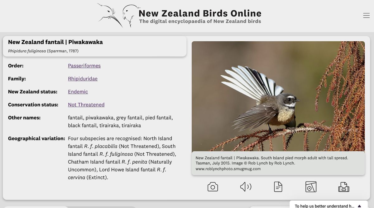 Search result for fantail within the New Zealand Birds Online website