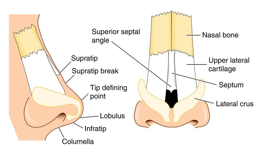 Rhinoplasty diagram