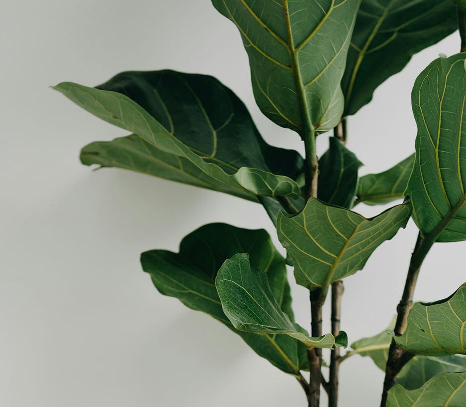 fig tree