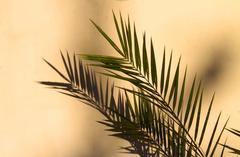 plant leaves
