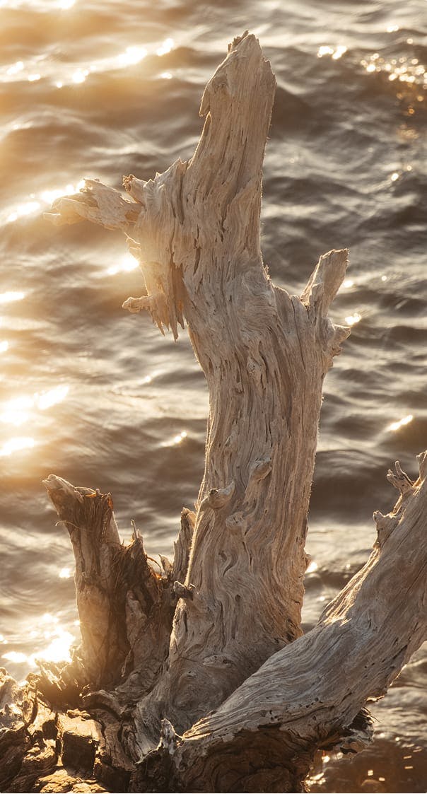 tree branch by water