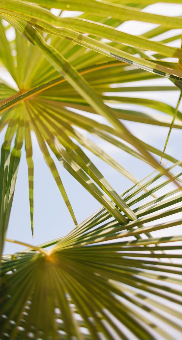 palm leaves