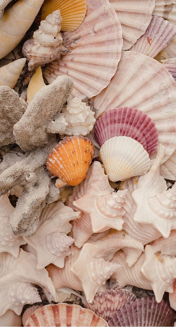 sea shells