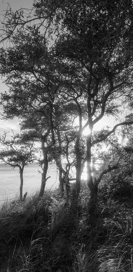 trees on shoreline