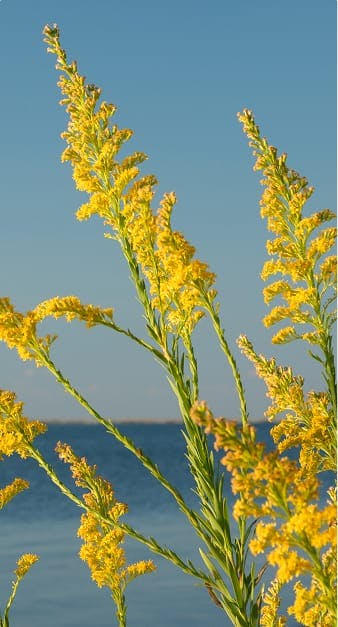 yellow flowers