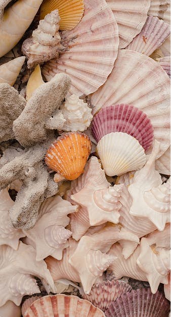 shells