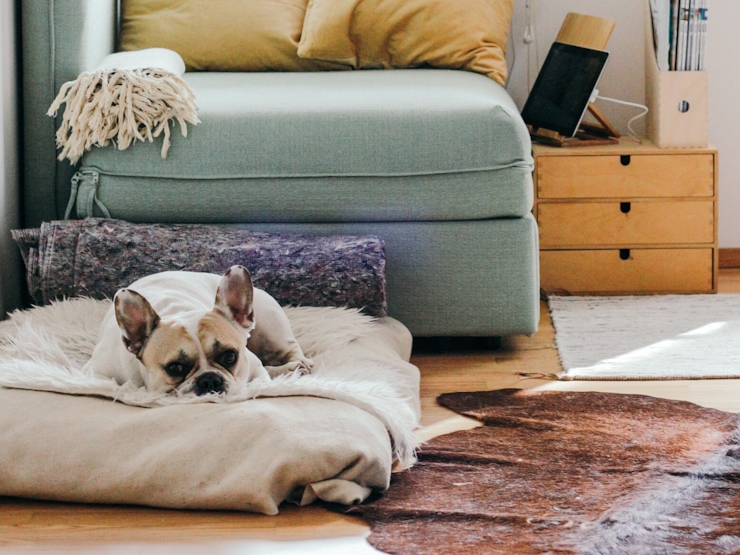 The Pros and Cons of Buying a House