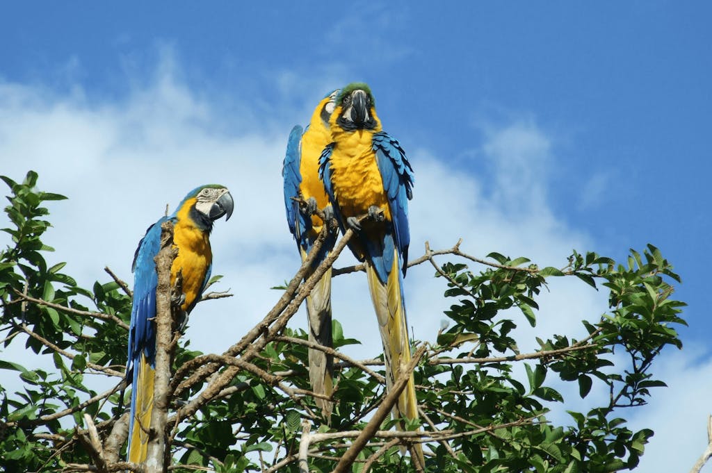 Parrots on a branch in Venezuela