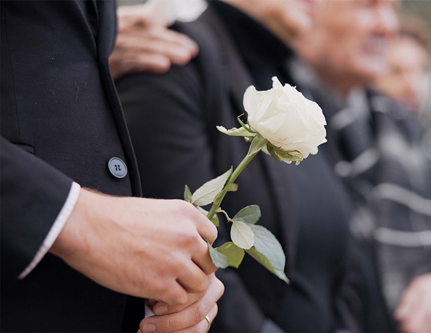 person holding white rose