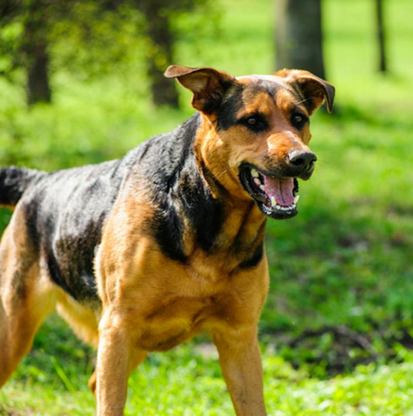 big dog standing in a field