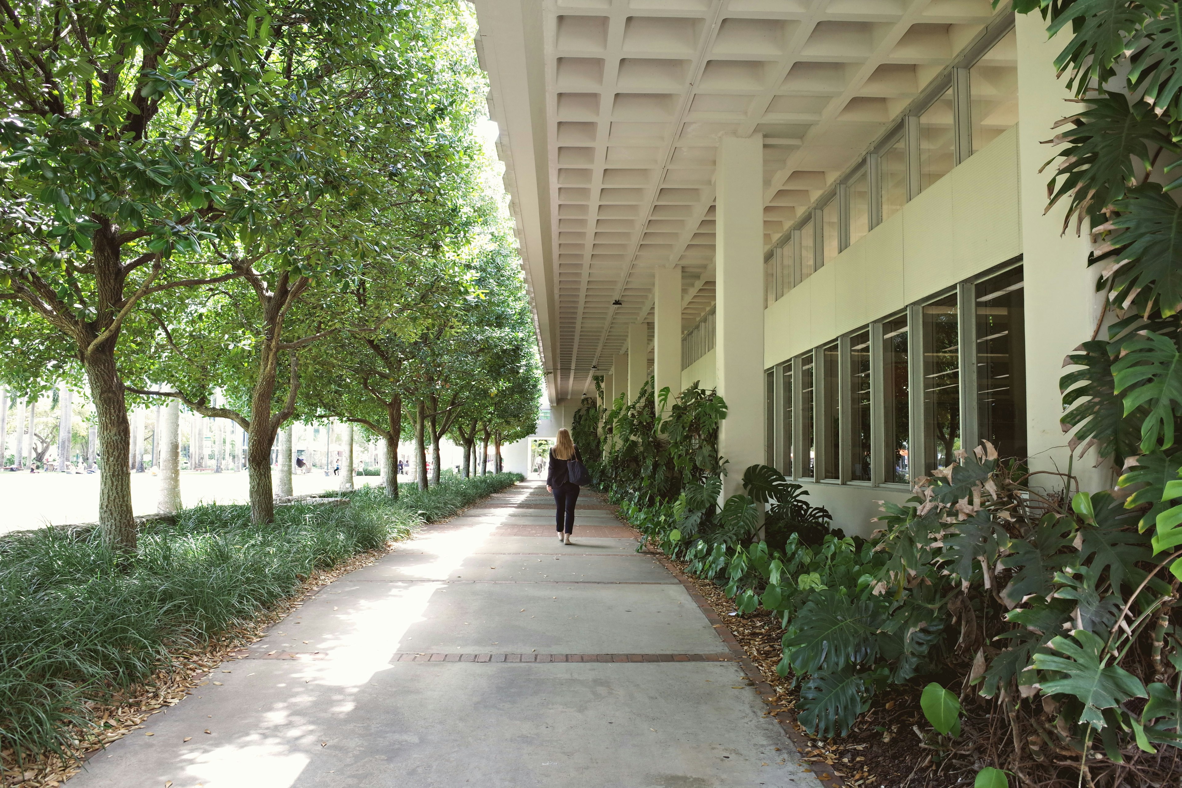 Patio arbolado de un edificio corporativo con paseo sombreado y vegetación.