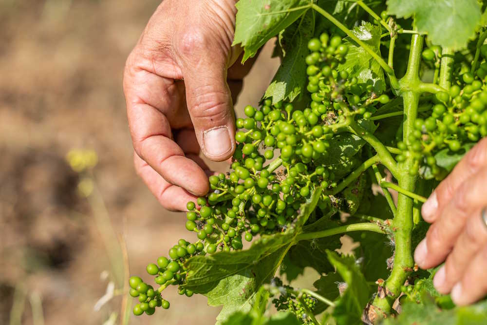 cazes-advini-dynapps-odoo-wine-grapes