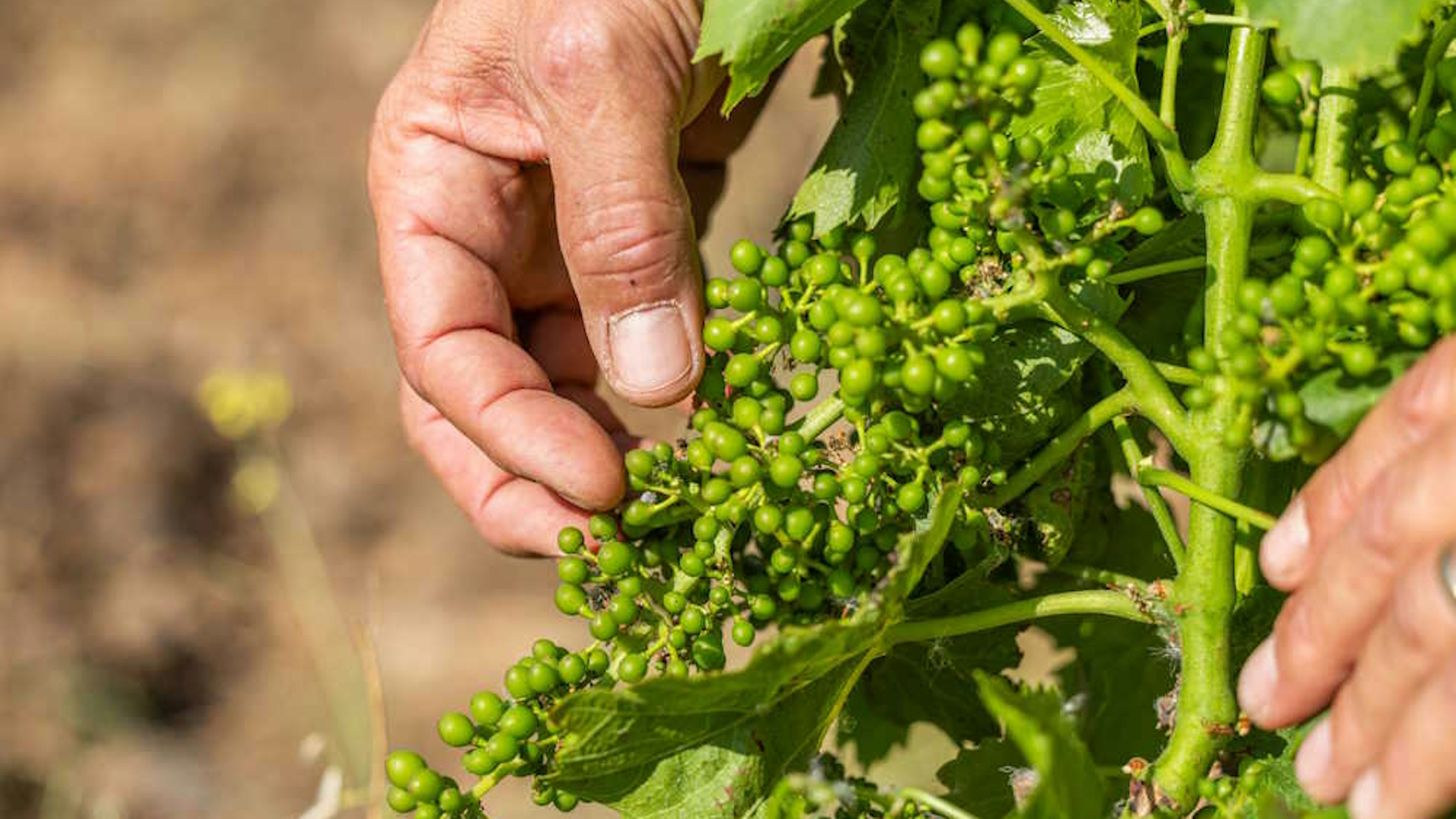 cazes-advini-dynapps-odoo-wine-grapes