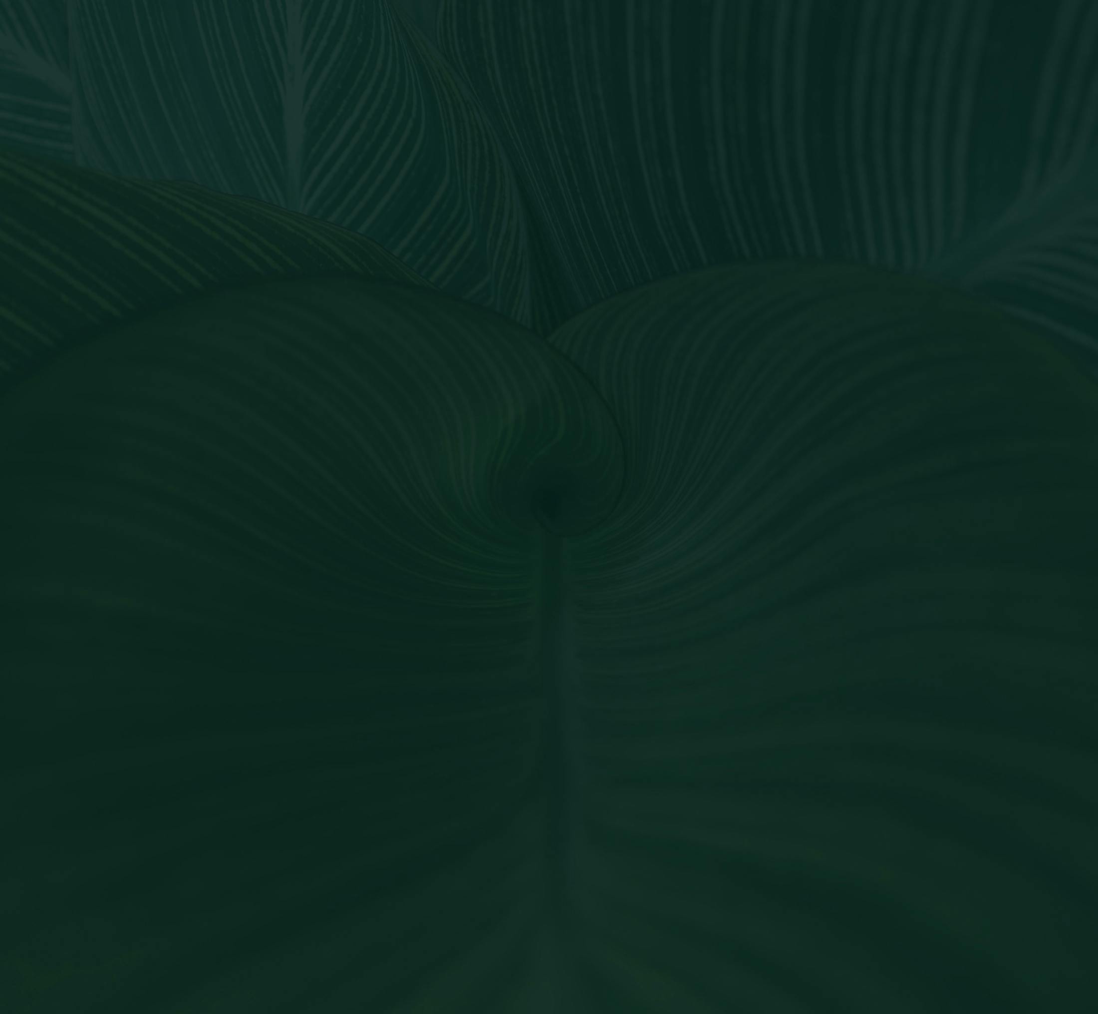 Background media