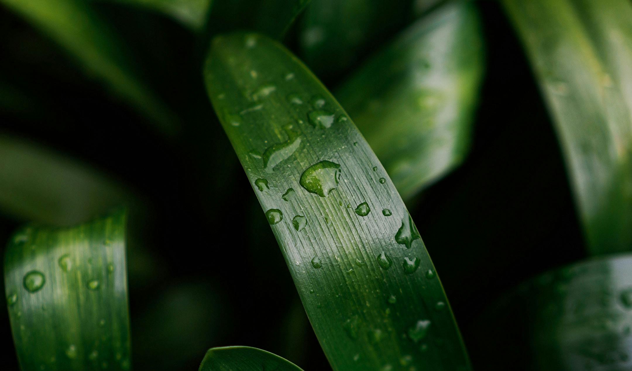 leafs with raindrops