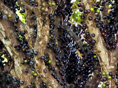 Jaboticaba