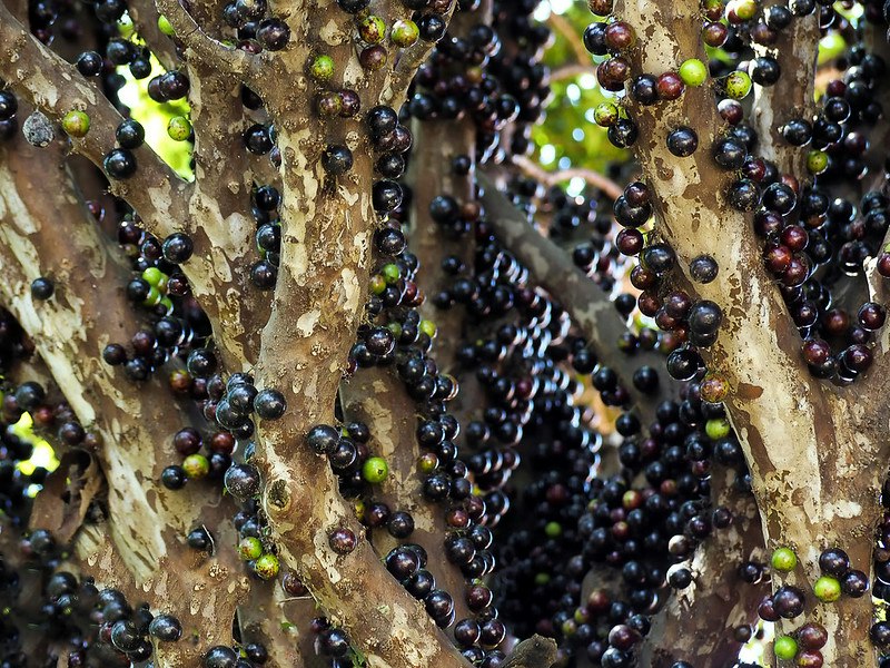 Jaboticaba