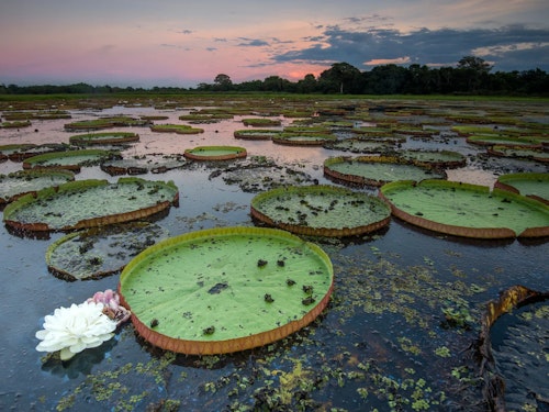 Pantanal