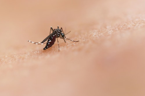 Método Wolbachia