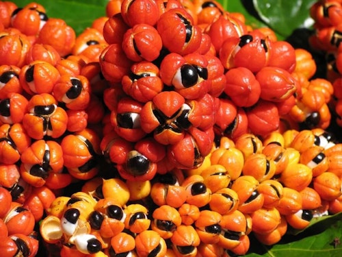 Guaraná