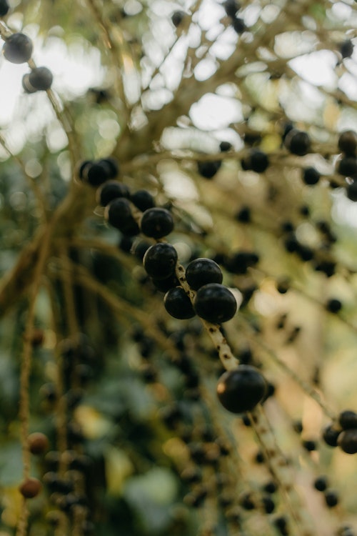 Açaí